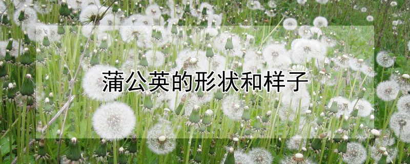 蒲公英的形状和样子（蒲公英的形状和样子作文400字）
