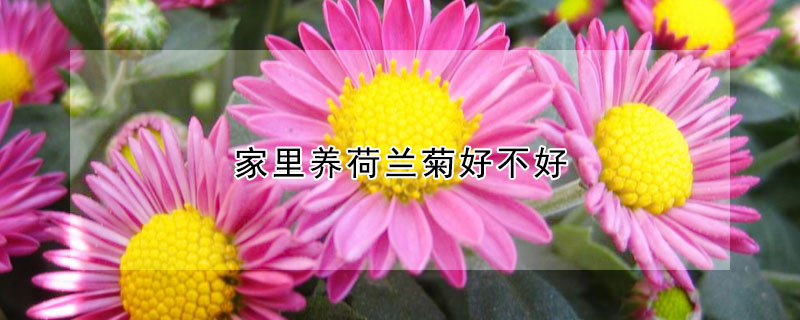 家里养荷兰菊好不好 荷兰菊图片适合家养吗