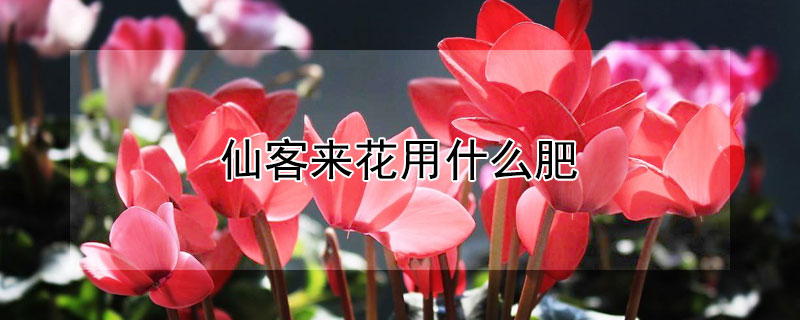 仙客来花用什么肥（仙客来用什么花肥最好）