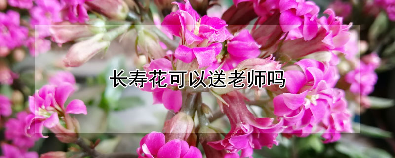 长寿花可以送老师吗（送朋友长寿花好不好）