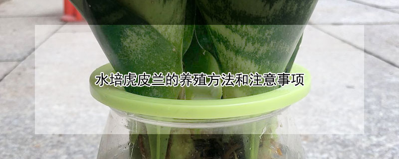 水培虎皮兰的养殖方法和注意事项 可以水培虎皮兰吗
