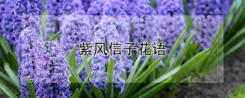 紫风信子花语（紫粉色风信子花语）