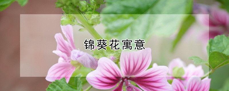 锦葵花寓意（锦葵的花语和寓意）