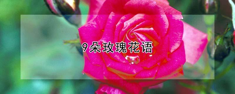 9朵玫瑰花语（9朵玫瑰花语每朵代表什么）