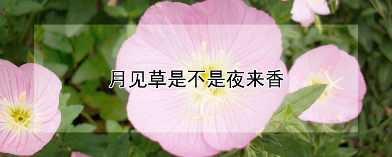 月见草是不是夜来香 月见草香吗