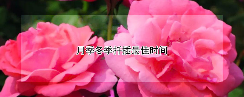 月季冬季扦插最佳时间 月季扦插最佳时间是几月份