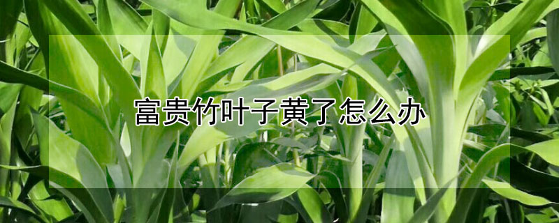 富贵竹叶子黄了怎么办（富贵竹叶子发黄了该怎么办）