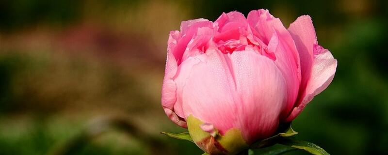 牡丹花花语和寓意 牡丹花花语和寓意各种颜色