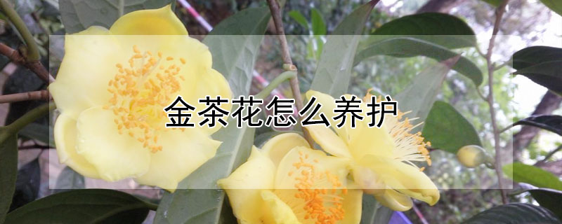 金茶花怎么养护（金茶花怎么养护视频）