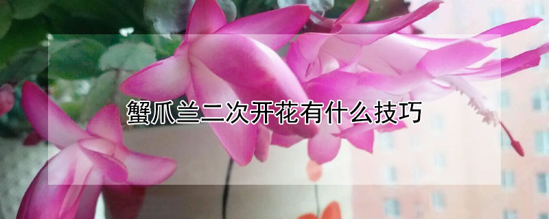 蟹爪兰二次开花有什么技巧(蟹爪兰如何二次开花)