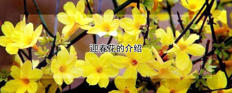 迎春花的介绍（迎春花的介绍50字）