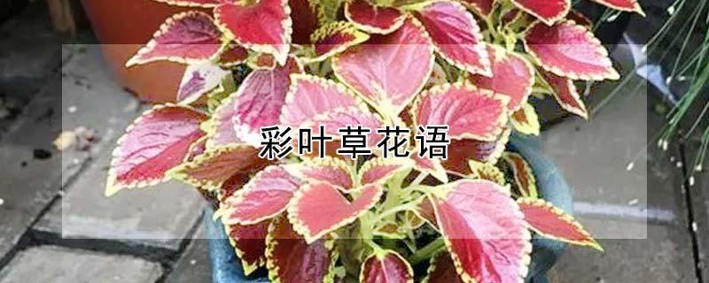 彩叶草花语（彩叶草花语不好会影响人吗）