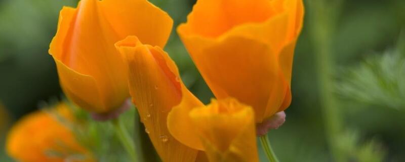 花菱草的花语 风玲草的花语