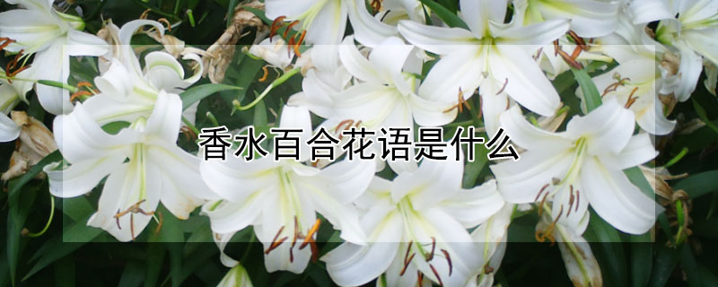 香水百合花语是什么（香水白百合花语）