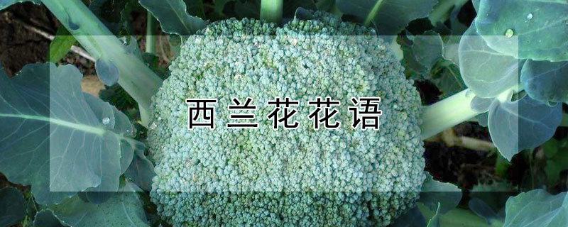 西兰花花语（西兰花花语date）