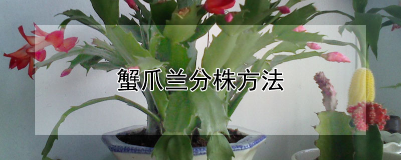 蟹爪兰分株方法（蟹爪兰分株视频教程）