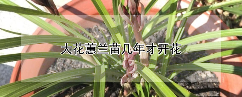 大花蕙兰苗几年才开花 大花蕙兰老苗能开花吗