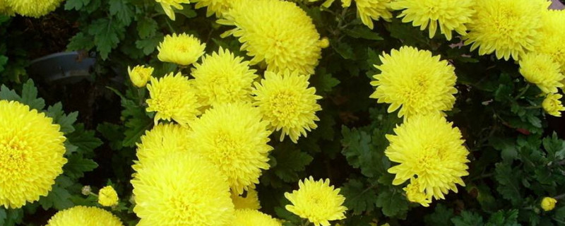 菊花花语代表什么意思（菊花的花语是什么）