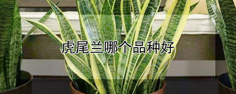 虎尾兰哪个品种好 虎尾兰有几种
