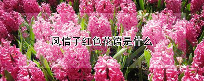 风信子红色花语是什么（风信子各种颜色花语）