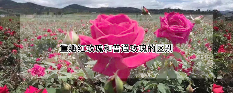 重瓣红玫瑰和普通玫瑰的区别 重瓣红玫瑰和玫瑰花的区别