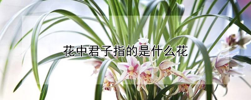 花中君子指的是什么花 花中君子指的是什么花啊