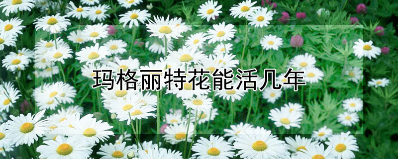 玛格丽特花能活几年 玛格丽特花可以活几年