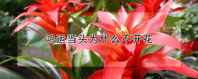 鸿运当头为什么不开花(鸿运当头怎么能开花)