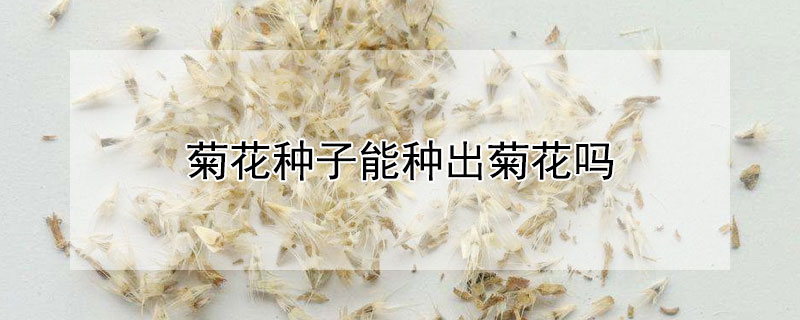 菊花种子能种出菊花吗 菊花的种子在花上吗