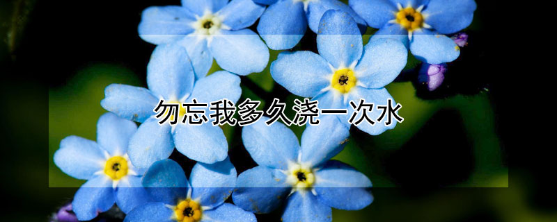 勿忘我多久浇一次水（勿忘我一天浇几次水）