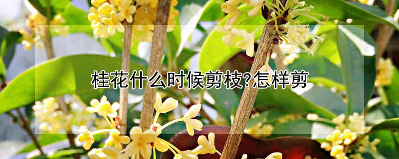 桂花什么时候剪枝?怎样剪 桂花啥时间剪枝,如何剪枝