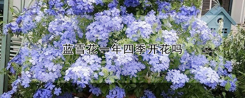 蓝雪花一年四季开花吗(蓝雪花开几季花)
