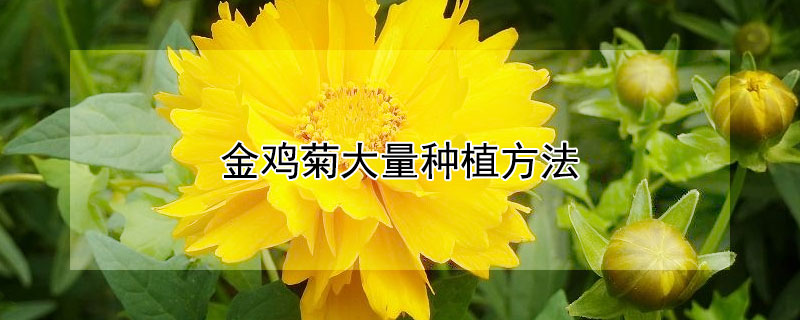 金鸡菊大量种植方法 金鸡菊适合在家里种植吗