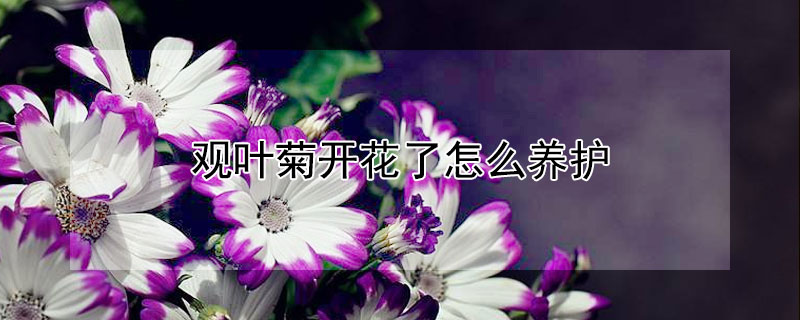 观叶菊开花了怎么养护（观叶菊花期）