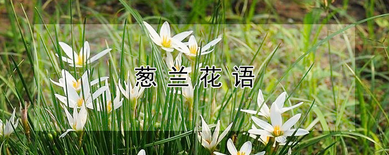 葱兰花语 葱兰花语句子