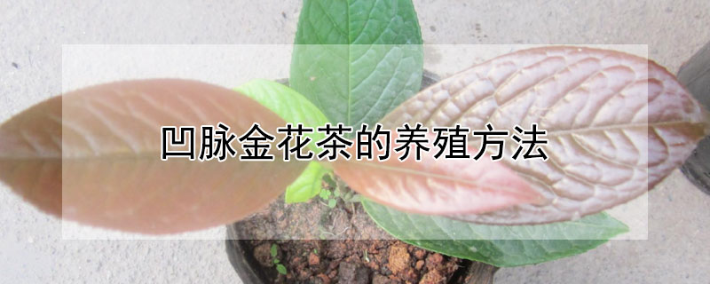 凹脉金花茶的养殖方法 凹脉金花茶花期