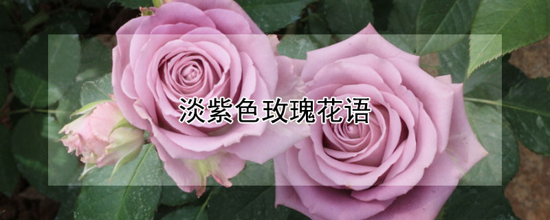 淡紫色玫瑰花语 淡紫色玫瑰花语是什么意思