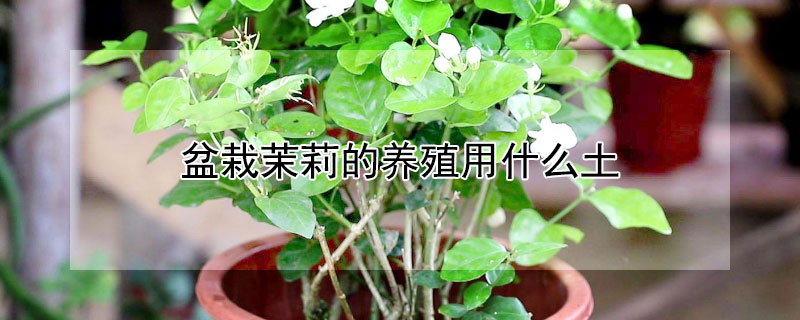 盆栽茉莉的养殖用什么土 养茉莉需要什么土