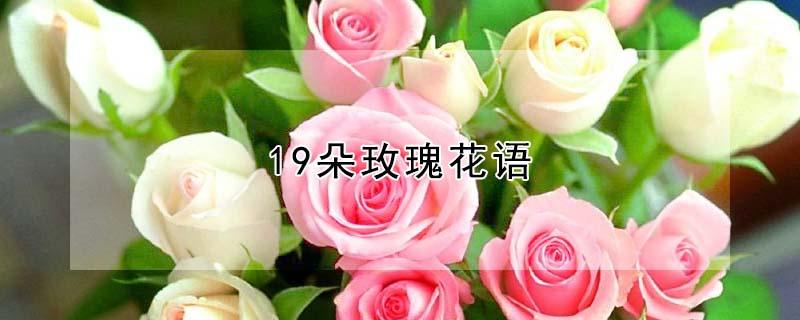 19朵玫瑰花语（19朵玫瑰花语是什么意思）