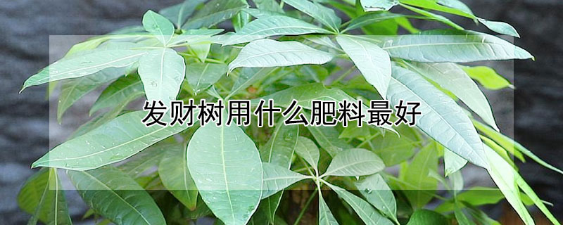 发财树用什么肥料最好（发财树用什么肥料最好 推荐）