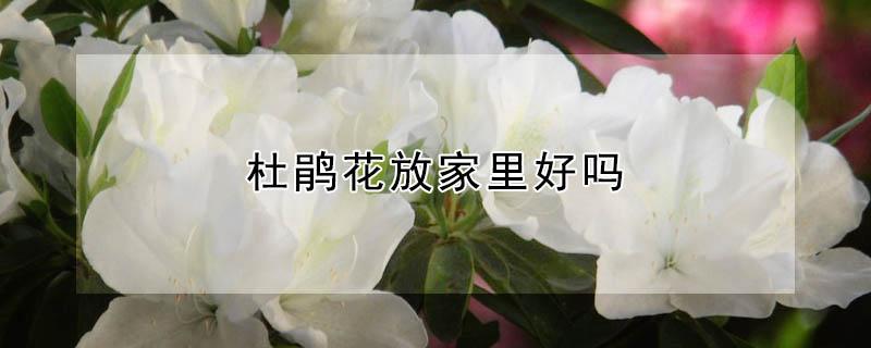 杜鹃花放家里好吗(杜鹃花 放在家好不好)
