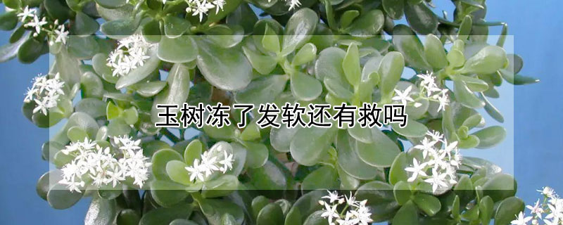 玉树冻了发软还有救吗 玉树冻软了还能活吗