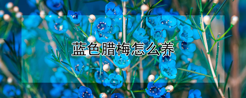 蓝色腊梅怎么养 红色腊梅水养