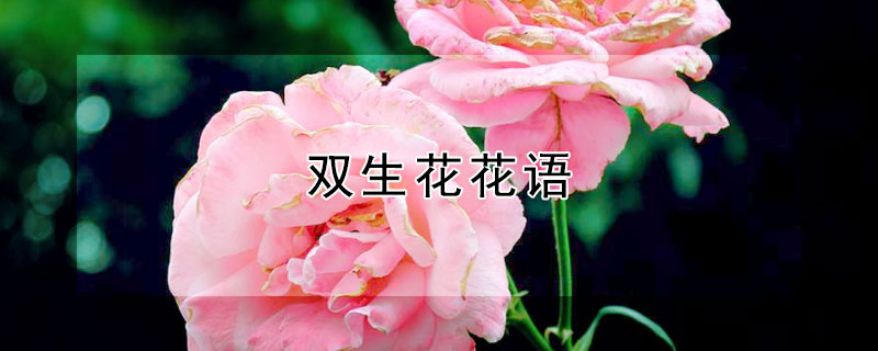 双生花花语 双生花花语图片