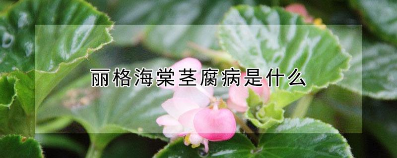 丽格海棠茎腐病是什么 丽格海棠茎腐病怎么治