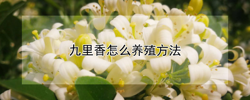 九里香怎么养殖方法（九里香的养殖方法及注意事项,分享给大家）