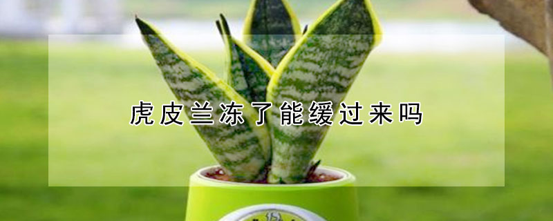 虎皮兰冻了能缓过来吗 虎皮兰冻软了还能活么