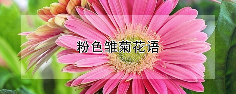 粉色雏菊花语(粉雏菊花语是什么)