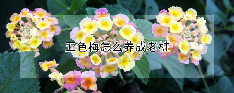 五色梅怎么养成老桩 五色梅老桩怎么种