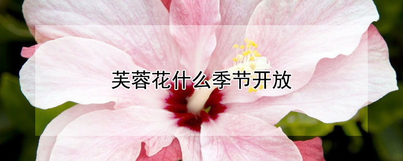 芙蓉花什么季节开放 芙蓉花什么季节开放时间